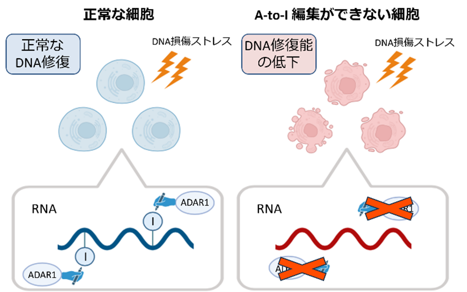 図2:A-to-I RNA編集の生理的な意義