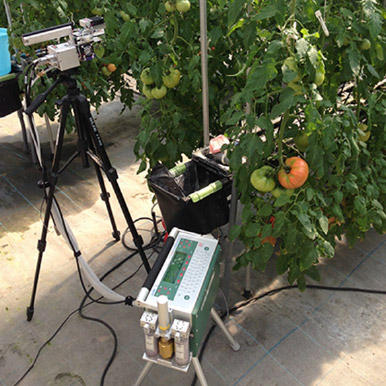 低段密植トマト栽培における補光の時間帯が収量に及ぼす効果とその経済性