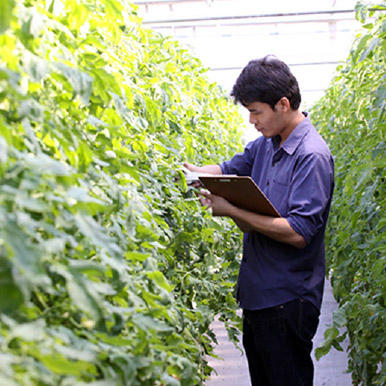 CO2施用がトマトの生育と果実品質に及ぼす影響