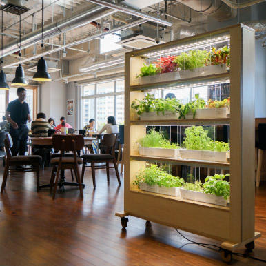 店舗内植物工場のデザイン：フレンチカフェ「アゴーラ」での取組