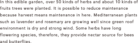 In this edible garden, over 50 kinds of herbs and about 10 kinds of fruits trees were planted. It is possible to reduce maintenance because harvest means maintenance in here. Mediterranean plants such as lavender and rosemary are growing well since green roof environment is dry and strong wind. Some herbs have long flowering species, therefore, they provide nectar source for bees and butterflies.