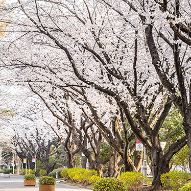 spring