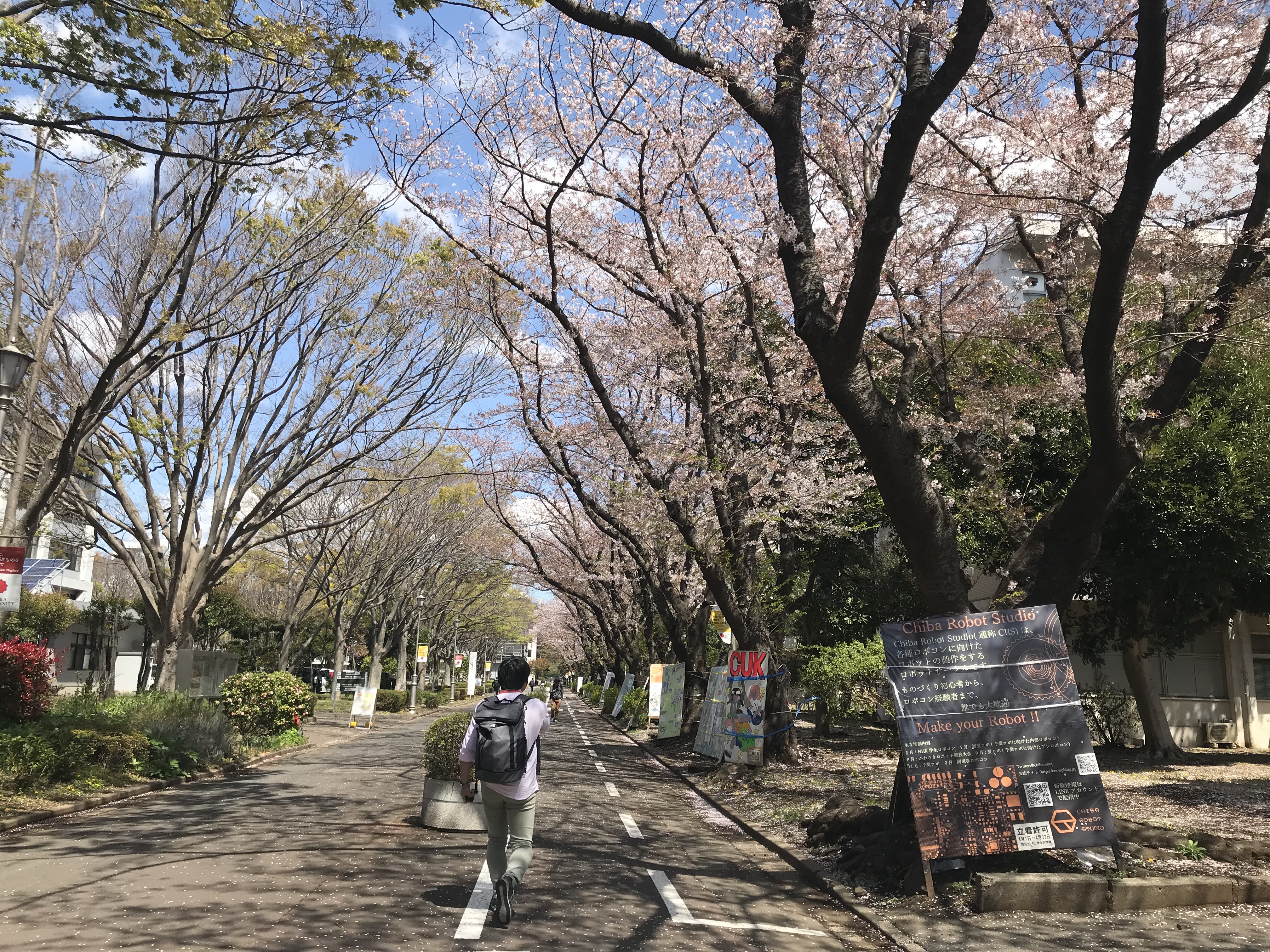 千叶大学西千叶校区的一排樱花树　千葉大学西千葉キャンパス構内の桜並木（2019年4月）