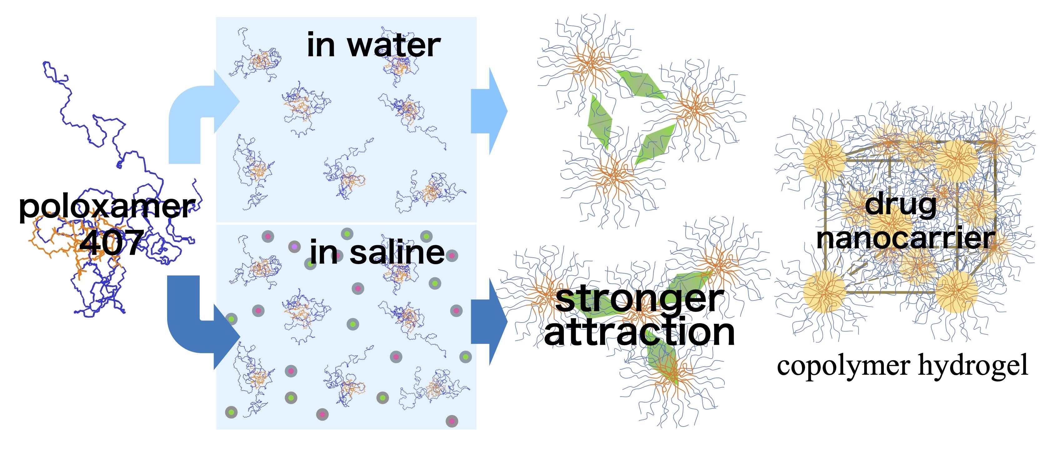 Differences in gelling behavior of poloxamer 407 depending on solvent