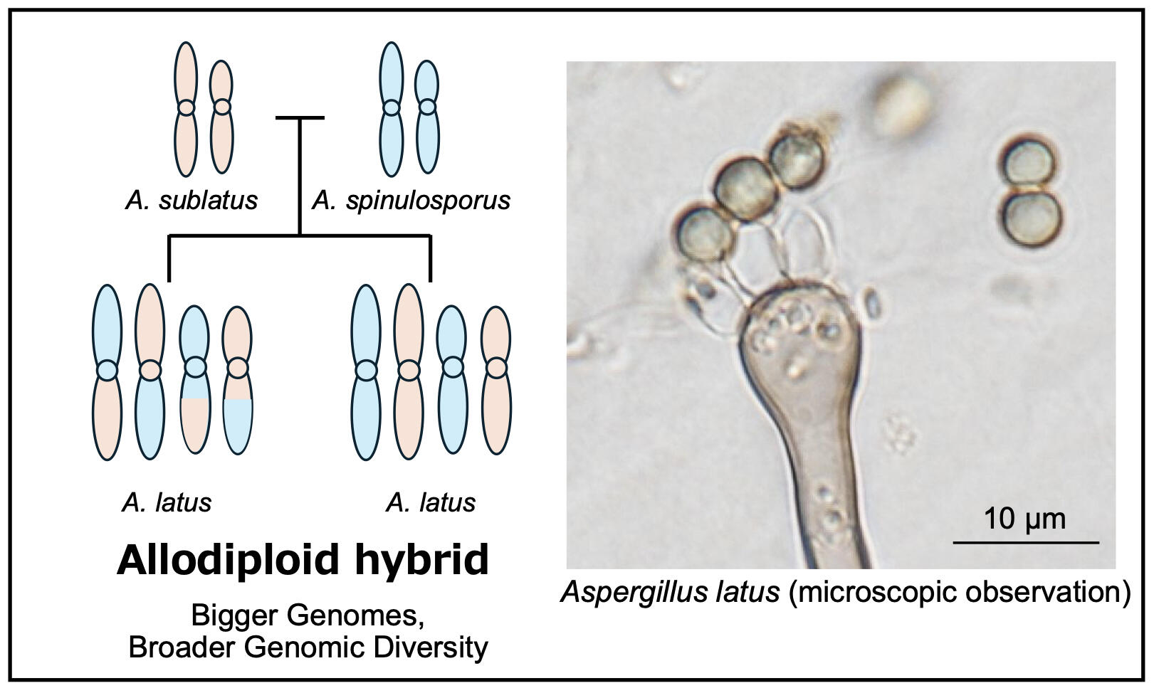 Allodiploid hybrid nature of Aspergillus latus 