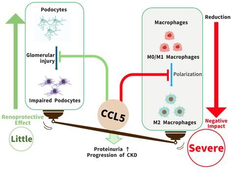 Conceptual diagram highlighting the dual role of CCL5 in the kidney