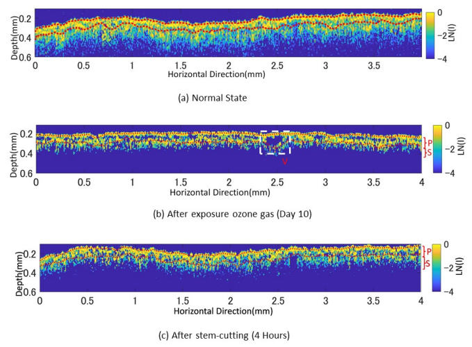  Effect of ozone exposure as an environmental stress on the internal structure of white clover leaves