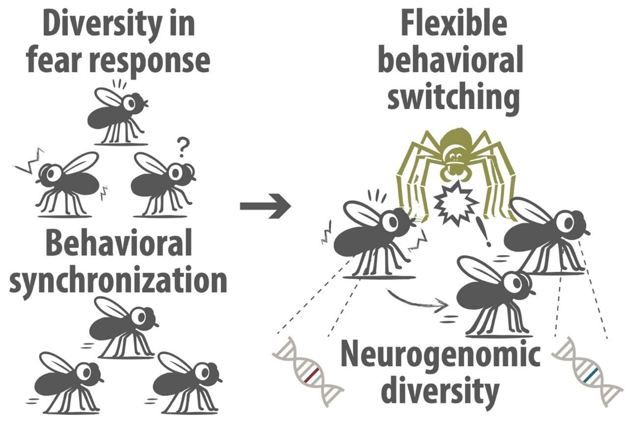 Behavioral diversity coupled with synchronization benefits the group