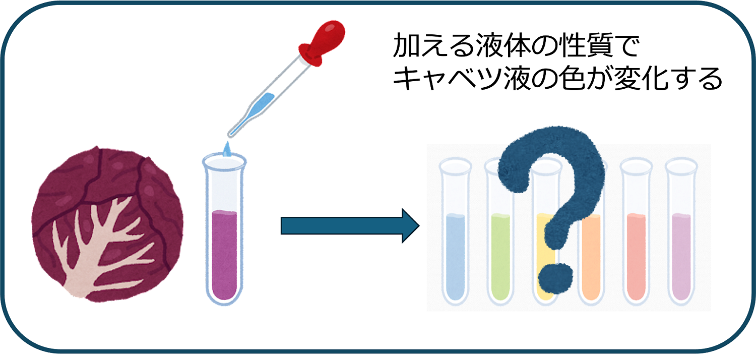紫キャベツを使って身の回りの液体の性質を調べてみよう