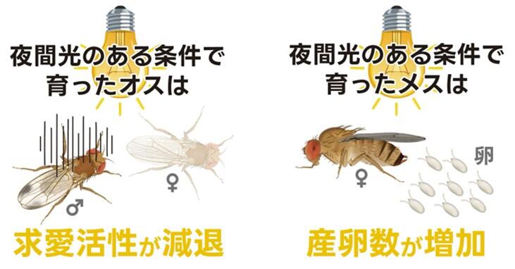 図1夜間光にさらされて育つと雌雄の繁殖活性が変化した