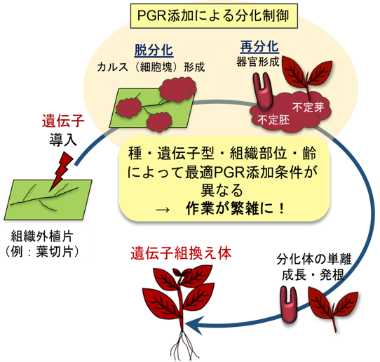 組換え植物細胞を自発的に分化させる技術の開発～細胞・組織培養の省力化に貢献～