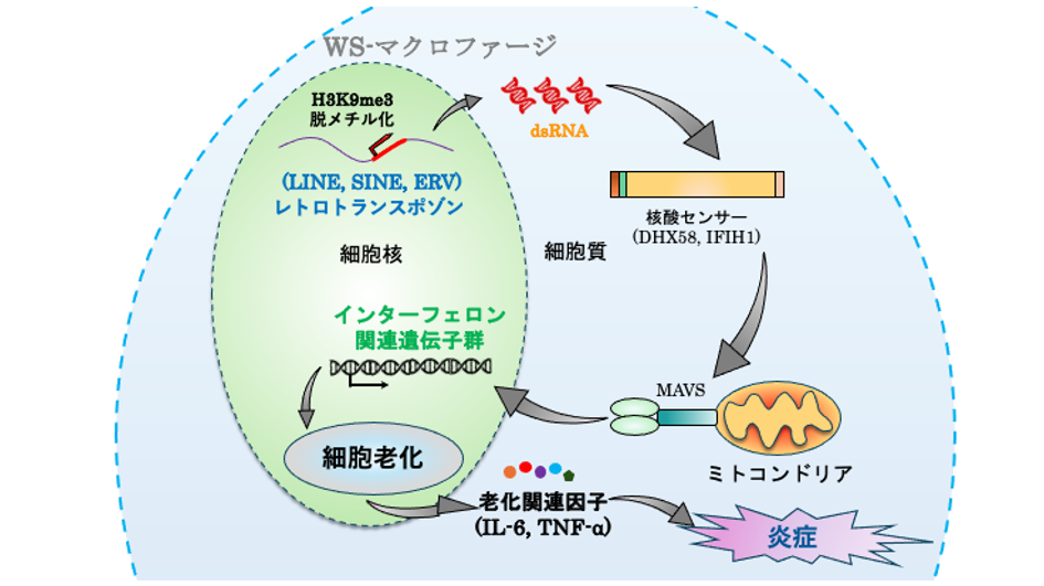 ウェルナー症候群に多い動脈硬化の発症メカニズムが明らかに ～創薬開発への手がかりとなる動脈硬化研究の新たなプラットフォーム～
