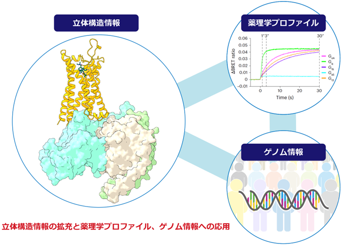 立体構造情報の拡充と薬理学プロファイル、ゲノム情報への応用
