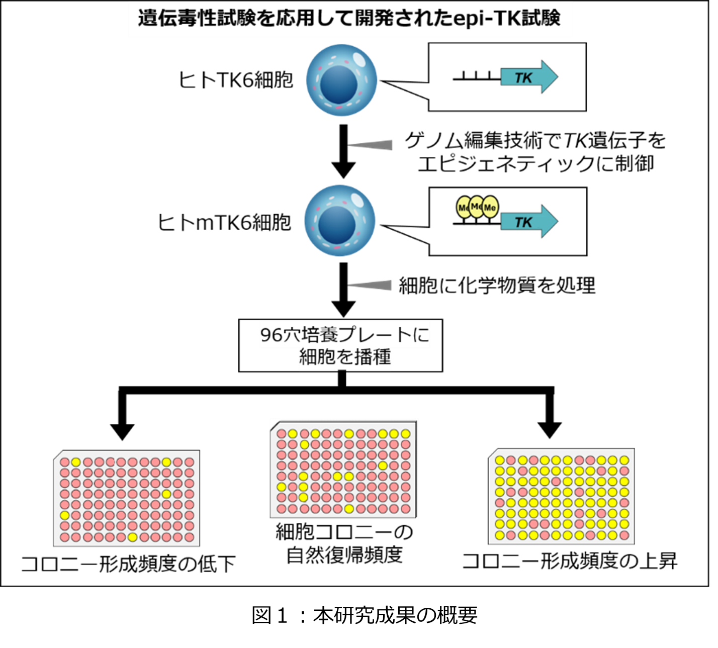 図１：本研究成果の概要