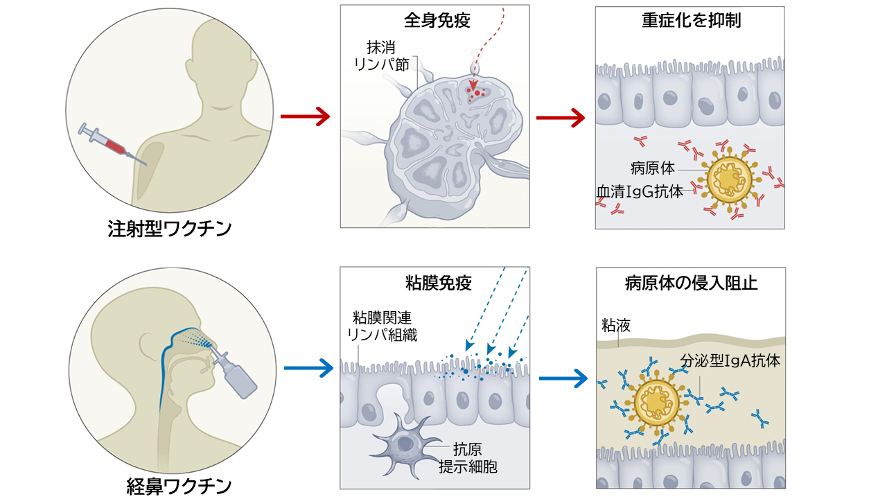 図1 注射型ワクチンと経鼻ワクチンによる免疫応答