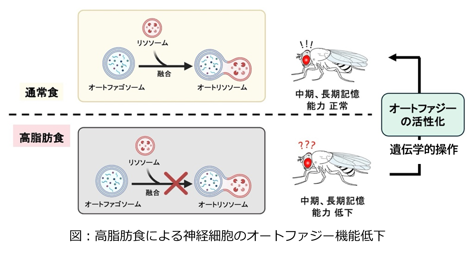 図：高脂肪食による神経細胞のオートファジー機能低下