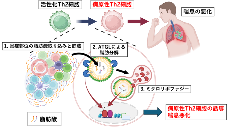 図:脂肪分解経路が病原性Th2細胞を誘導する