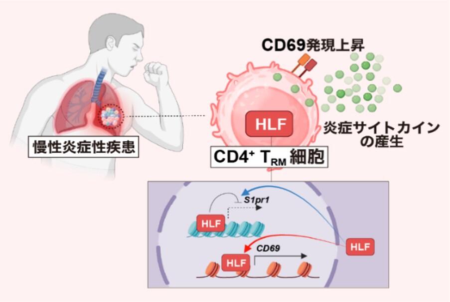 慢性炎症の原因となるタンパク質を新たに特定～ぜんそくなどの慢性炎症性疾患の新たな治療法開発に期待～