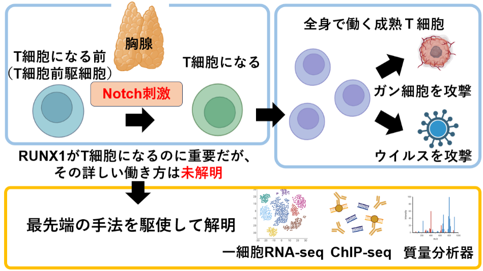 図1：一細胞解析で解明したRUNX1のT細胞分化での役割