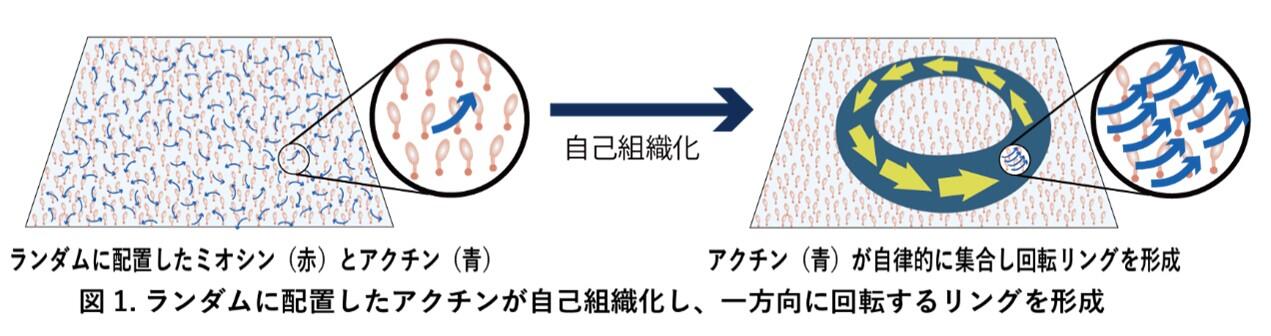 分子モーターによる秩序形成の原理を解明～細胞内の「秩序」が生まれる仕組みを発見～